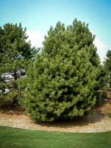 Сосна Чёрная (Pinus Nigra) купить по цене от 270.00р. в интернет-магазине «Посадика» с доставкой почтой в в Кулебакие и по всей России – [изображение №1].