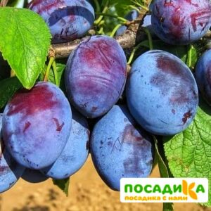 Слива Чачакская ранняя купить по цене от 229.00р. в интернет-магазине «Посадика» с доставкой почтой в в Кулебакие и по всей России – [изображение №1].