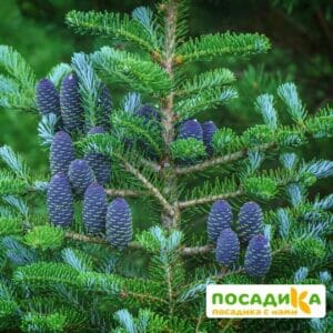 Пихта корейская (Abies koreana) купить по цене от 450.00р. в интернет-магазине «Посадика» с доставкой почтой в в Кулебакие и по всей России – [изображение №1].