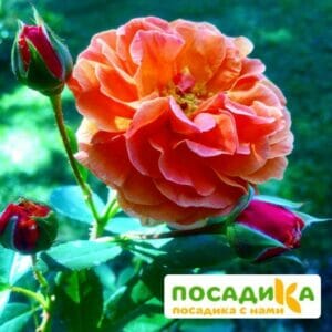 Роза Арабия купить по цене от 350.00р. в интернет-магазине «Посадика» с доставкой почтой в в Кулебакие и по всей России – [изображение №1].