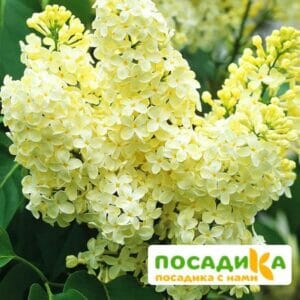 Сирень Примроуз (Primrose) купить по цене от 529.00р. в интернет-магазине «Посадика» с доставкой почтой в в Кулебакие и по всей России – [изображение №1].