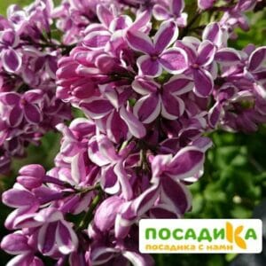 Сирень Сенсация купить по цене от 529.00р. в интернет-магазине «Посадика» с доставкой почтой в в Кулебакие и по всей России – [изображение №1].