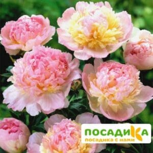 Пион Распберри Сандей (Paeonia Raspberry Sundae) купить по цене от 959р. в интернет-магазине «Посадика» с доставкой почтой в в Кулебакие и по всей России – [изображение №1].