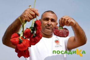 Клубника Гигант Джорнея купить по цене от 266р. в интернет-магазине «Посадика» с доставкой почтой в в Кулебакие и по всей России – [изображение №1].