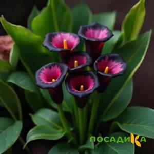 Калла Аура Лейс купить по цене от 400р. в интернет-магазине «Посадика» с доставкой почтой в в Кулебакие и по всей России – [изображение №1].