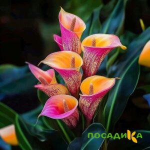 Калла Оникс купить по цене от 450р. в интернет-магазине «Посадика» с доставкой почтой в в Кулебакие и по всей России – [изображение №1].