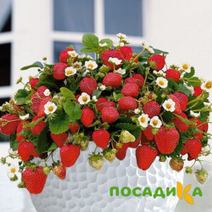 Клубника Рубиновый Шепот (горшечная) купить по цене от 240р. в интернет-магазине «Посадика» с доставкой почтой в в Кулебакие и по всей России – [изображение №1].