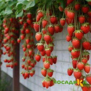Клубника вьющаяся Комплимент купить по цене от 470р. в интернет-магазине «Посадика» с доставкой почтой в в Кулебакие и по всей России – [изображение №1].