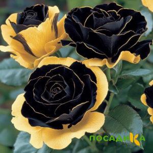 Роза Ханни Сикл купить по цене от 700р. в интернет-магазине «Посадика» с доставкой почтой в в Кулебакие и по всей России – [изображение №1].