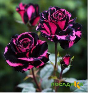 Роза Багровый Шепот купить по цене от 366р. в интернет-магазине «Посадика» с доставкой почтой в в Кулебакие и по всей России – [изображение №1].
