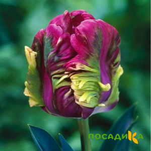 Тюльпан Экзотик Хэвен купить по цене от 186р. в интернет-магазине «Посадика» с доставкой почтой в в Кулебакие и по всей России – [изображение №1].