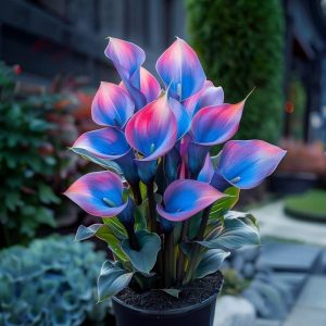 Калла Импрессия купить по цене от 590р. в интернет-магазине «Посадика» с доставкой почтой в в Кулебакие и по всей России – [изображение №1].