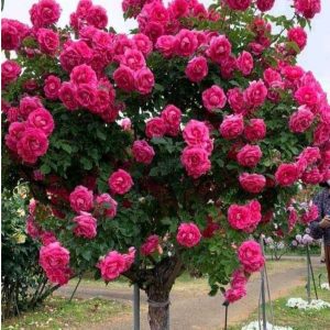 Роза Версаля купить по цене от 232р. в интернет-магазине «Посадика» с доставкой почтой в в Кулебакие и по всей России – [изображение №1].