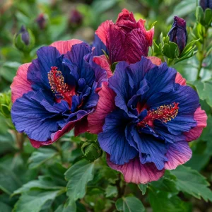 Гибискус Роуз Шайн купить по цене от 360р. в интернет-магазине «Посадика» с доставкой почтой в в Кулебакие и по всей России – [изображение №1].