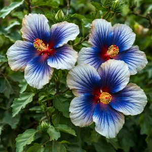 Гибискус Илюжн Вилью купить по цене от 259р. в интернет-магазине «Посадика» с доставкой почтой в в Кулебакие и по всей России – [изображение №1].