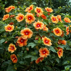 Гибискус Кристал Рэй купить по цене от 458р. в интернет-магазине «Посадика» с доставкой почтой в в Кулебакие и по всей России – [изображение №1].