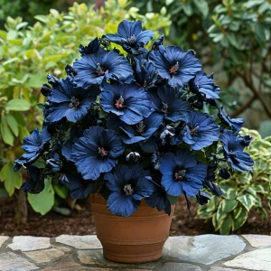 Гибискус Селестиал Флейм купить по цене от 326р. в интернет-магазине «Посадика» с доставкой почтой в в Кулебакие и по всей России – [изображение №1].