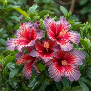 Гибискус Кримсон Флейм купить по цене от 479р. в интернет-магазине «Посадика» с доставкой почтой в в Кулебакие и по всей России – [изображение №1].