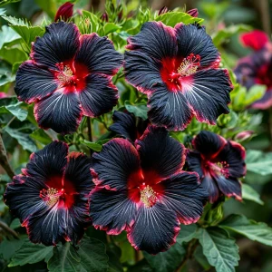 Гибискус садовый Файер Дэнсер купить по цене от 450р. в интернет-магазине «Посадика» с доставкой почтой в в Кулебакие и по всей России – [изображение №1].