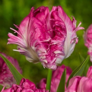 Тюльпан махровый Кул Кристал купить по цене от 400р. в интернет-магазине «Посадика» с доставкой почтой в в Кулебакие и по всей России – [изображение №1].