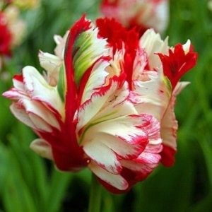 Тюльпан Эстелла Рижнвельд купить по цене от 500р. в интернет-магазине «Посадика» с доставкой почтой в в Кулебакие и по всей России – [изображение №1].