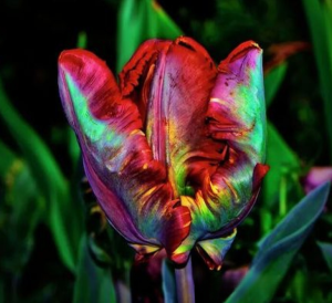 Тюльпан Эирпрайз купить по цене от 270р. в интернет-магазине «Посадика» с доставкой почтой в в Кулебакие и по всей России – [изображение №1].